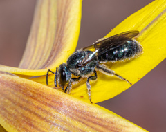Lasioglossum coeruleum