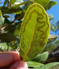 Phyllocnistis hyperpersea