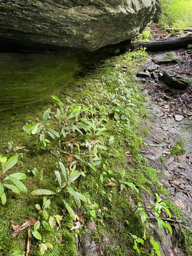 Lower Whitewater Falls Trail