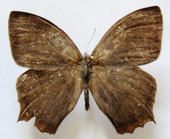 Taygetis rufomarginata