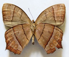 Taygetis rufomarginata