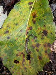 Scincella gemmingeri