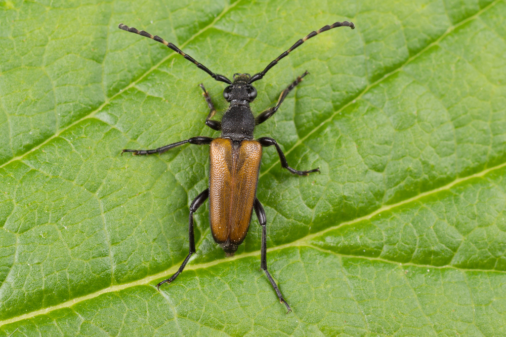 Paracorymbia maculicornis