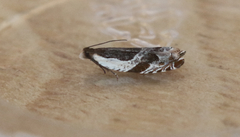 Ancylis simuloides