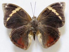Opsiphanes tamarindi