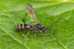 Argogorytes