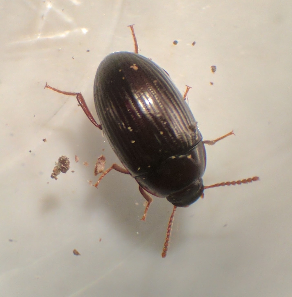 Platydema americana (Darkling Beetles (Tenebrionidae) of Virginia