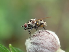 Anthomyia plurinotata