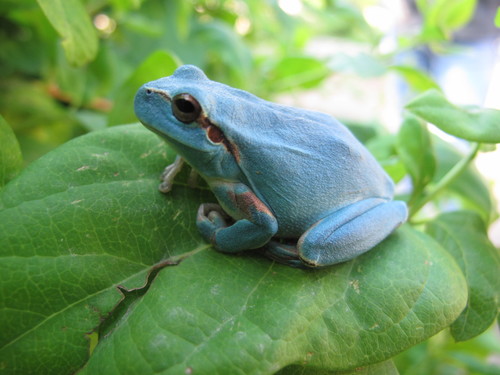 Mediterranean Tree Frog, Gerona, Spanje, photo 9 of 10