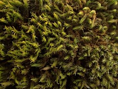 Grimmia trichophylla