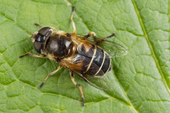Eristalis obscura