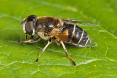 Eristalis obscura