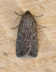 Spaelotis bicava