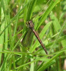 Ascaloptynx appendiculata