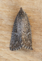 Condica mersa