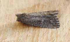 Condica mersa