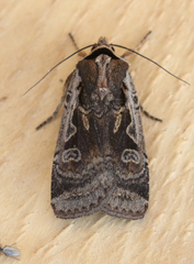 Parabagrotis formalis