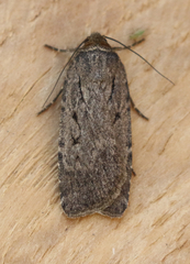 Spaelotis bicava