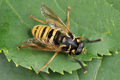 Temnostoma vespiforme