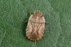 Sciocoris cursitans