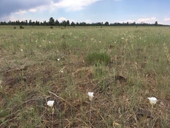 Calochortus ambiguus