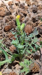Sonchus asper glaucescens