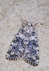 Bryophila domestica