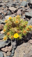 Asteriscus graveolens stenophyllus