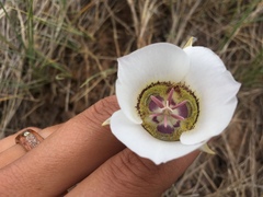 Calochortus ambiguus