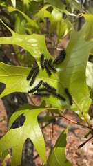 Hemileuca maia