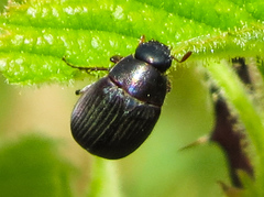 Serica sericea