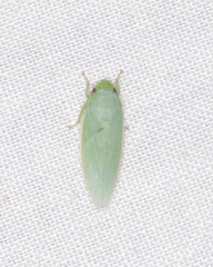 Gyponana angulata