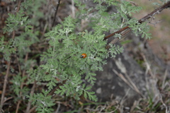 Coccinella septempunctata