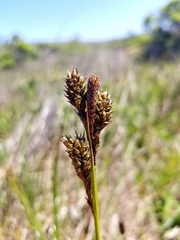 Carex gynodynama