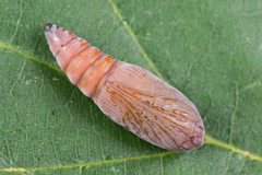 Enargia paleacea