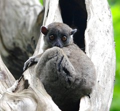 Lepilemur ankaranensis