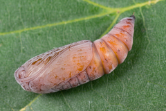 Enargia paleacea
