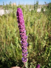 Nepeta tuberosa
