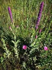 Nepeta tuberosa