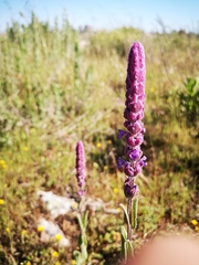 Nepeta tuberosa