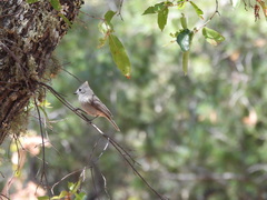 Baeolophus inornatus cineraceus