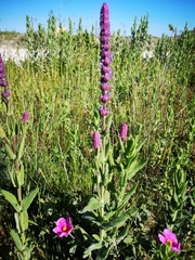 Nepeta tuberosa