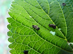 Hippodamia variegata