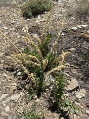 Linaria dalmatica dalmatica