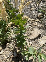 Linaria dalmatica dalmatica