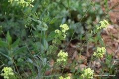 Biscutella auriculata