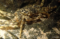 Pachygrapsus planifrons