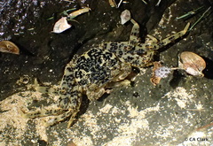 Pachygrapsus planifrons