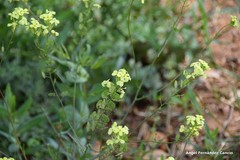 Biscutella auriculata