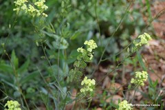 Biscutella auriculata